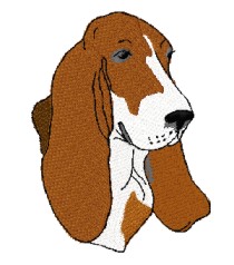 basset hound head