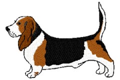 basset hound standing