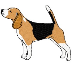 beagle standing
