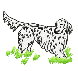 english setter in field