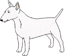 bull terrier white