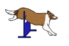 collie jumping