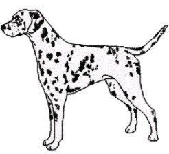 dalmatian stand