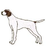 english pointer stand