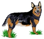 australian cattle dog standing