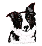 border collie head