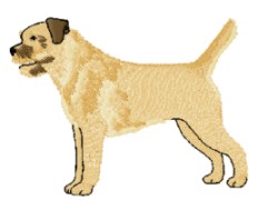 border terrier