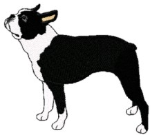 boston terrier stand