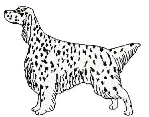 english setter stand