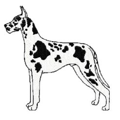 great dane harlequin