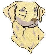 labrador retriever head