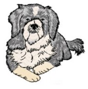 lhasa apso down