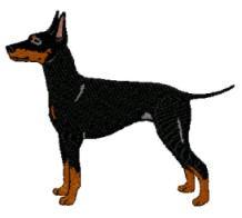 manchester terrier