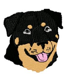 rottweiler head study