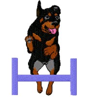 rottweiler jumping