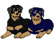 rottweiler puppies