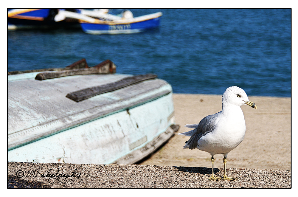 Gull@Chicago