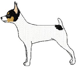 toy fox terrier