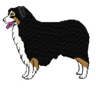 australian shepherd tri color