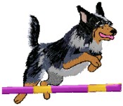 australian cattle dog jumping