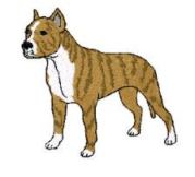 american pit bull terrier standing