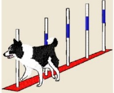 border collie weave poles