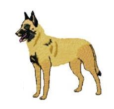 belgian malinois standing