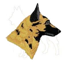 belgian malinois head