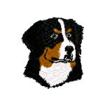 bernese mountain dog head