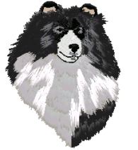 sheltie bi black head