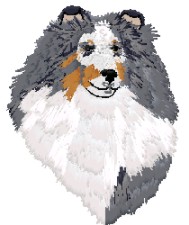 sheltie - blue merle - head study