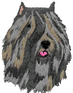 bouvier des flandres head