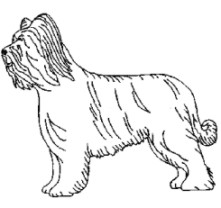 briard