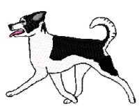 canaan dog gaiting