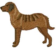 chesapeake bay retriever