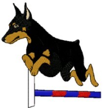 doberman in agility