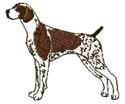 german shorthair pointer