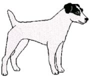 jack russell - parsons terrier