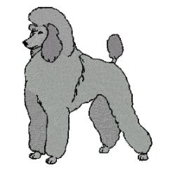 poodle