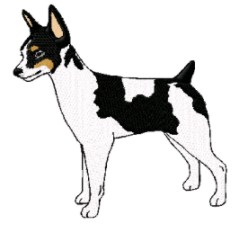 rat terrier