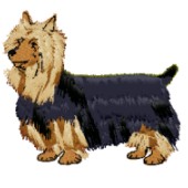 silky terrier