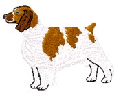 welsh springer