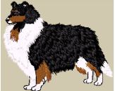 collie tri color