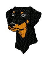 doberman head uncropped