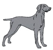 weimaraner full body